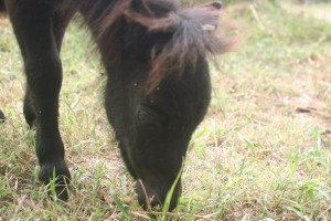 momfatale.gr shetland pony