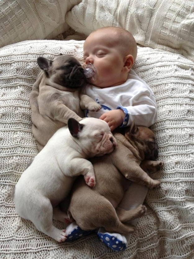 57328-baby-sleeping-with-french-bull-ywox