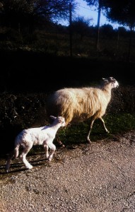 sheep and lamb samothraki