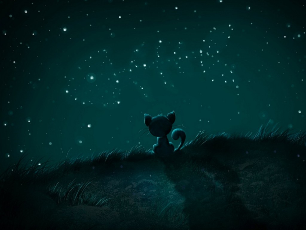 cat-stars-night