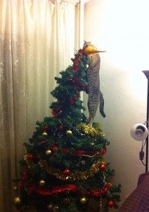 animals-destroying-christmas-cat-on-christmas-tree__605