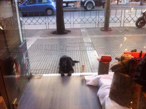 black dog waiting
